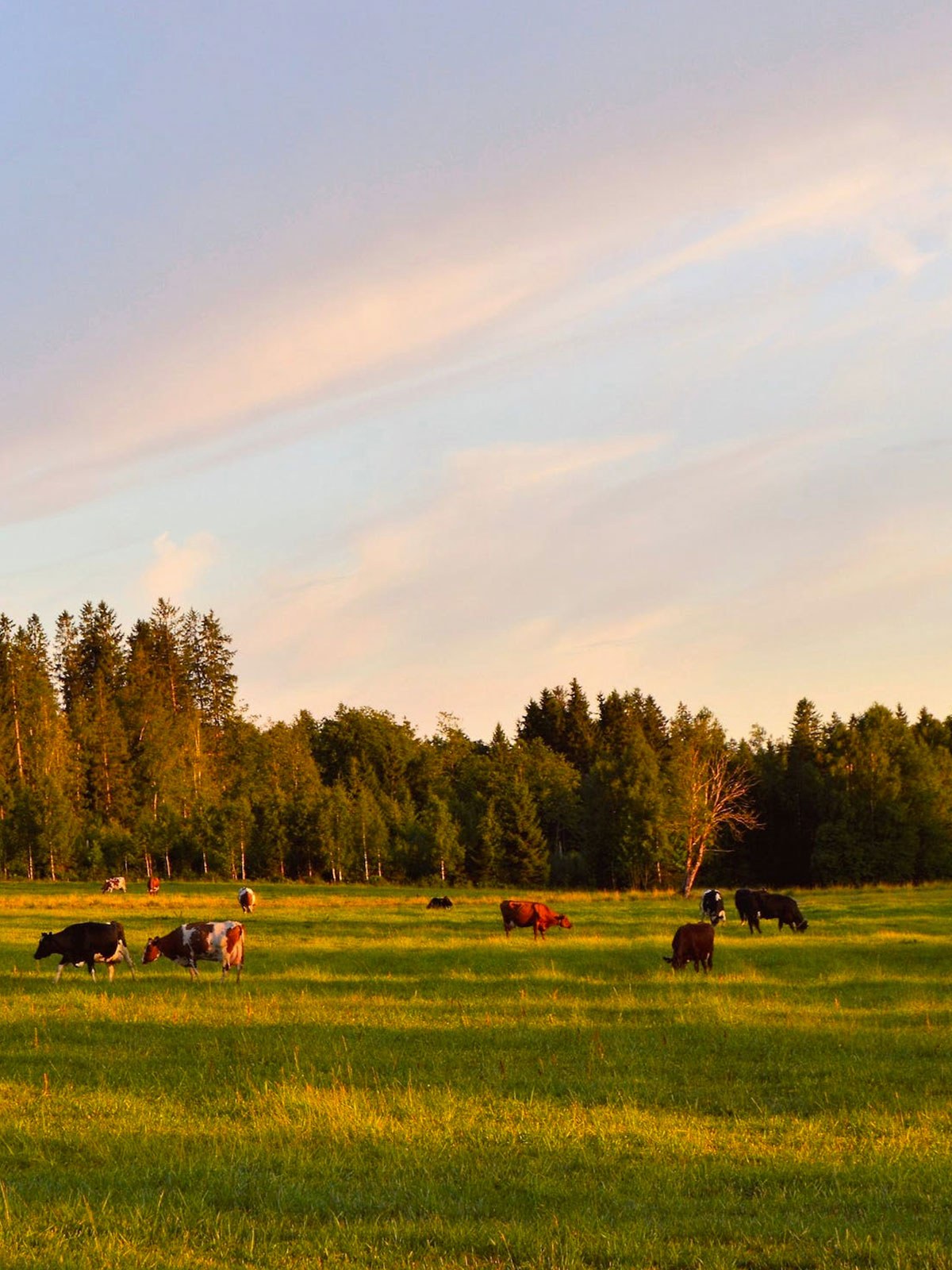 bovini al pascolo - Gruppo Mastrotto